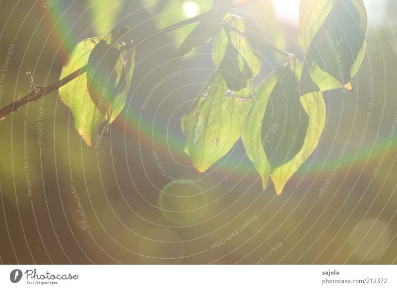 rainbow reversed Environment Nature Plant Tree Leaf Green Branch Prism Prismatic colors Rainbow Light (Natural Phenomenon) Visual spectacle Refraction