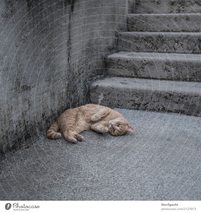 Just stay down for a while Village Wall (barrier) Wall (building) Stairs Animal Pet Cat 1 Relaxation Lie Beautiful Cuddly Under Soft Brown Gray Contentment
