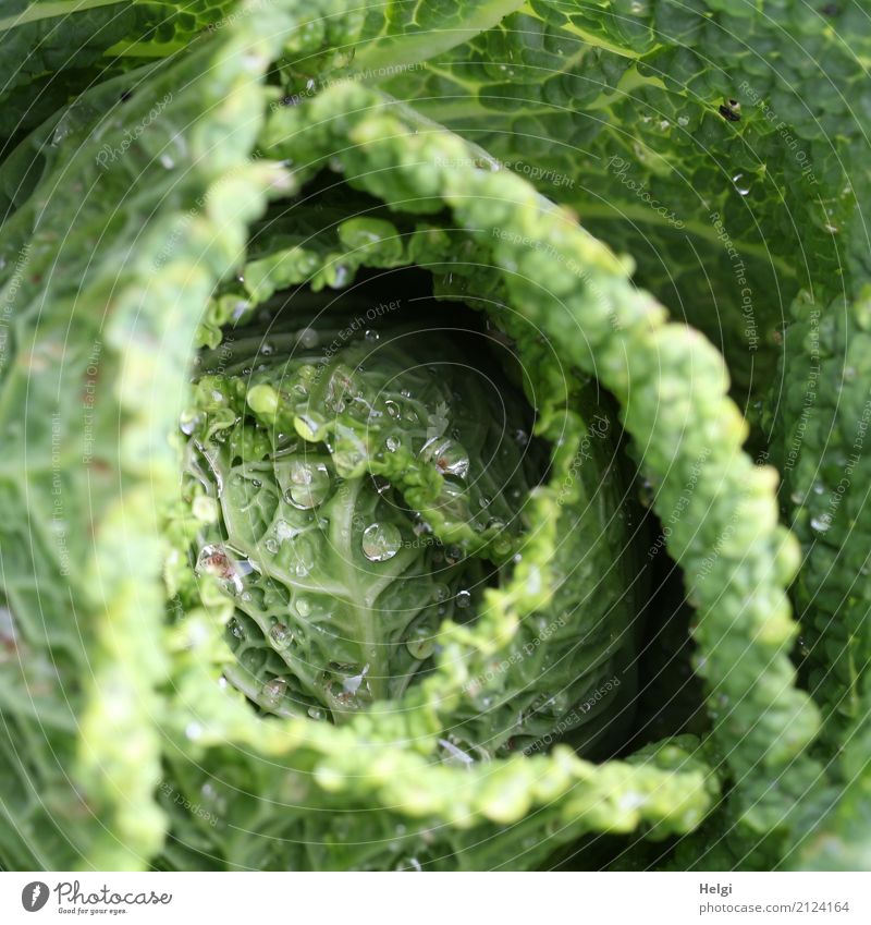 cabbage top Food Vegetable Savoy cabbage Cabbage Nutrition Plant Drops of water Summer Leaf Agricultural crop Garden Growth Fresh Healthy Uniqueness Delicious