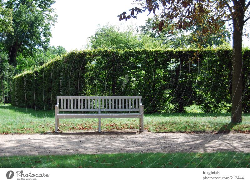bench Relaxation Calm Hedge Park Garden Wood Green Bench Lanes & trails Colour photo Exterior shot Sunlight Shadow Park bench Deserted Tree Nature