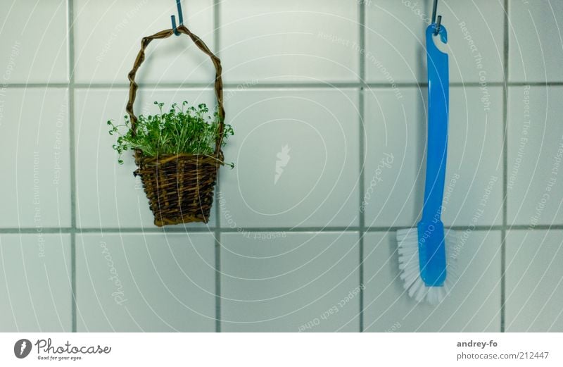...insight into the kitchen Living or residing Kitchen Brush Plant Grass Cress Decoration basket Wood Thin Blue Brown Green Suspended Tile Clean Square Cup size