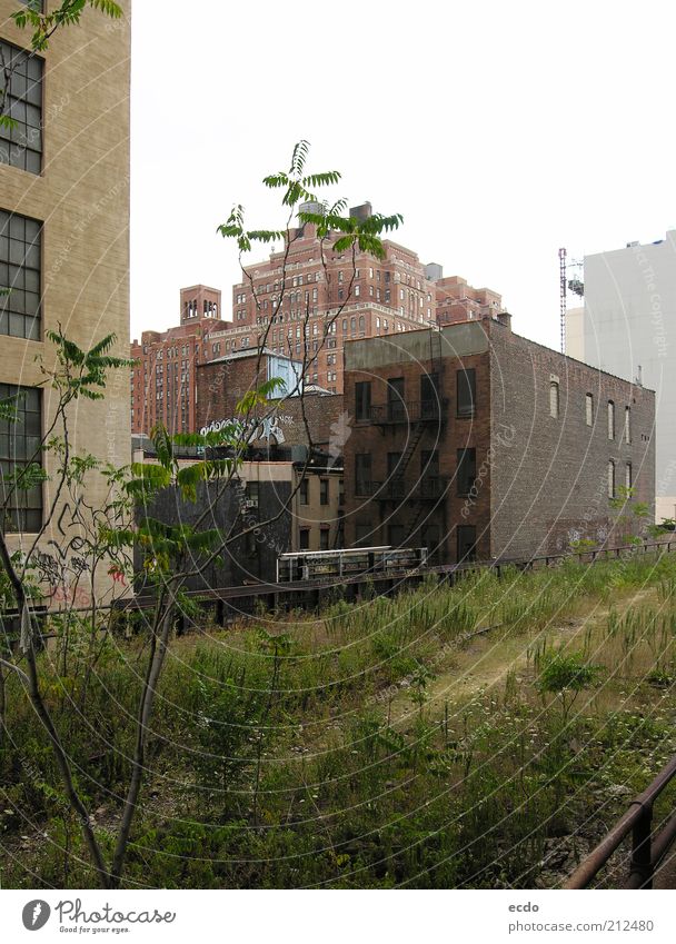 Highline Summer Bad weather Plant Tree Grass New York City USA Deserted High-rise Park Bridge Tall Cold Brown Gray Green White Surprise Fear Resolve Hope