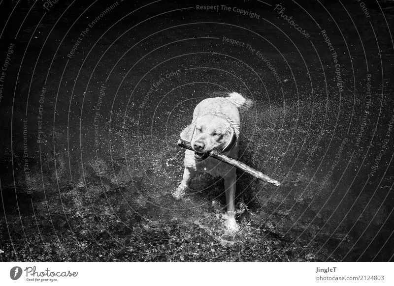 water features Environment Nature Landscape Water Animal Dog Animal face Pelt Labrador 1 Playing Wet Gray Black White Joie de vivre (Vitality) Pure Joy
