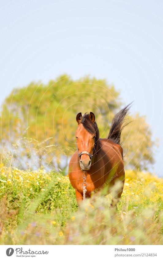 Brown horse in a meadow filled with daisies Summer Sports Nature Animal Grass Meadow Pet Horse Wild Green Black White background bay beatiful Beauty Photography
