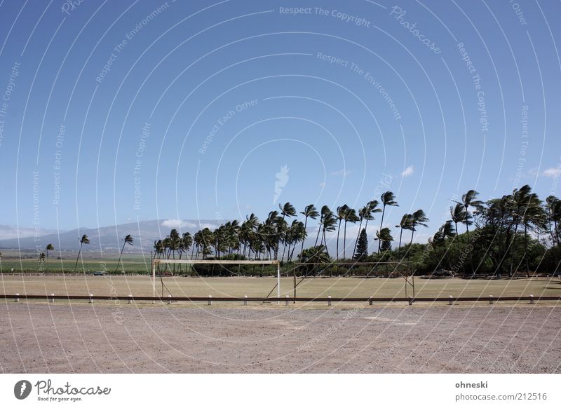 Pöhlen under palm trees Vacation & Travel Tourism Summer Summer vacation Soccer Sporting Complex Football pitch Goal Air Sky Palm tree Playing Colour photo