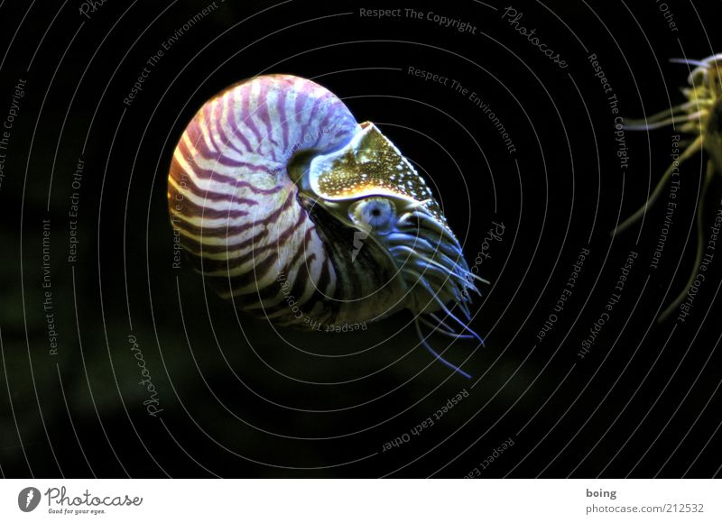 twenty-three thousand miles under the sea. Ocean Snail Mussel Aquarium Nautilus 1 Animal pearl boat cephalopods Underwater photo Swimming & Bathing Nature