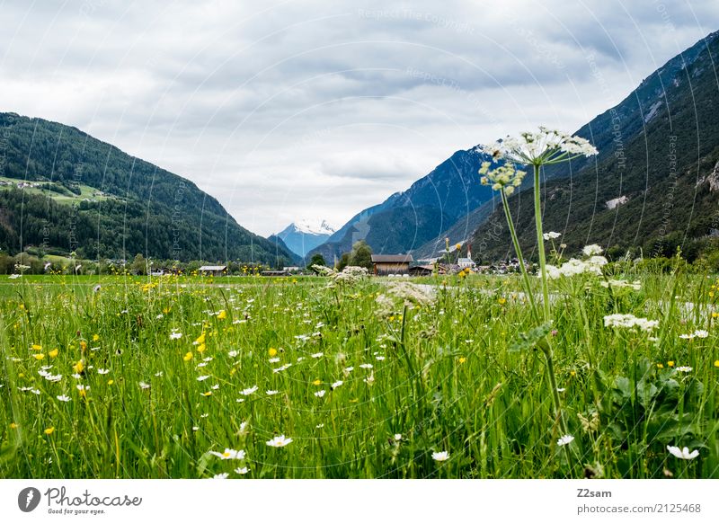 Juicy Environment Nature Landscape Sky Clouds Storm clouds Summer Bad weather Plant Flower Grass Meadow Alps Mountain Fresh Natural Green Uniqueness Relaxation