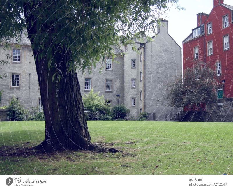 Rooted House (Residential Structure) Tree Grass Park Meadow Edinburgh Scotland Building Architecture Stairs Facade Sharp-edged Town Colour photo Exterior shot