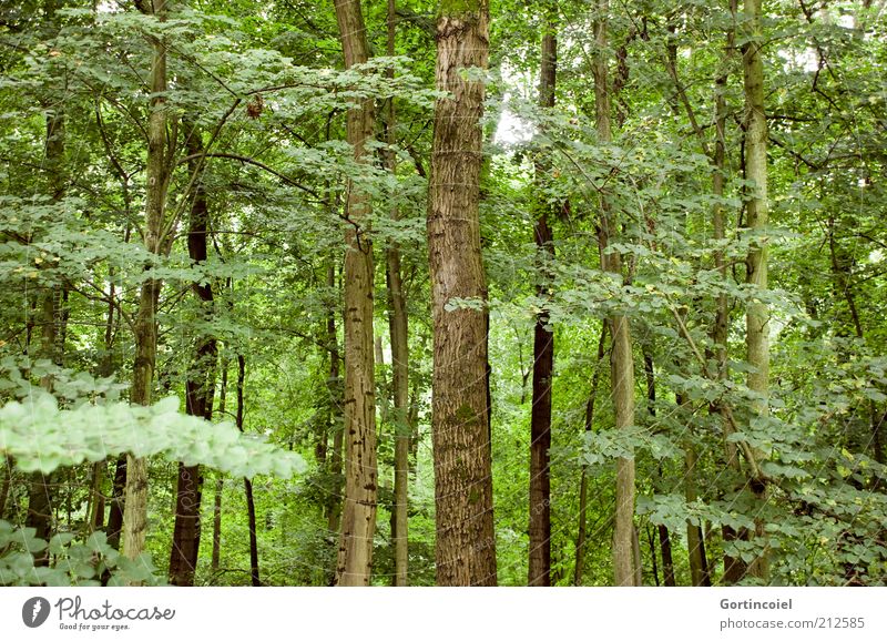 forest Environment Nature Climate Plant Tree Leaf Forest Green Tree trunk Deciduous forest Branch Climate change Colour photo Exterior shot Deserted Multiple