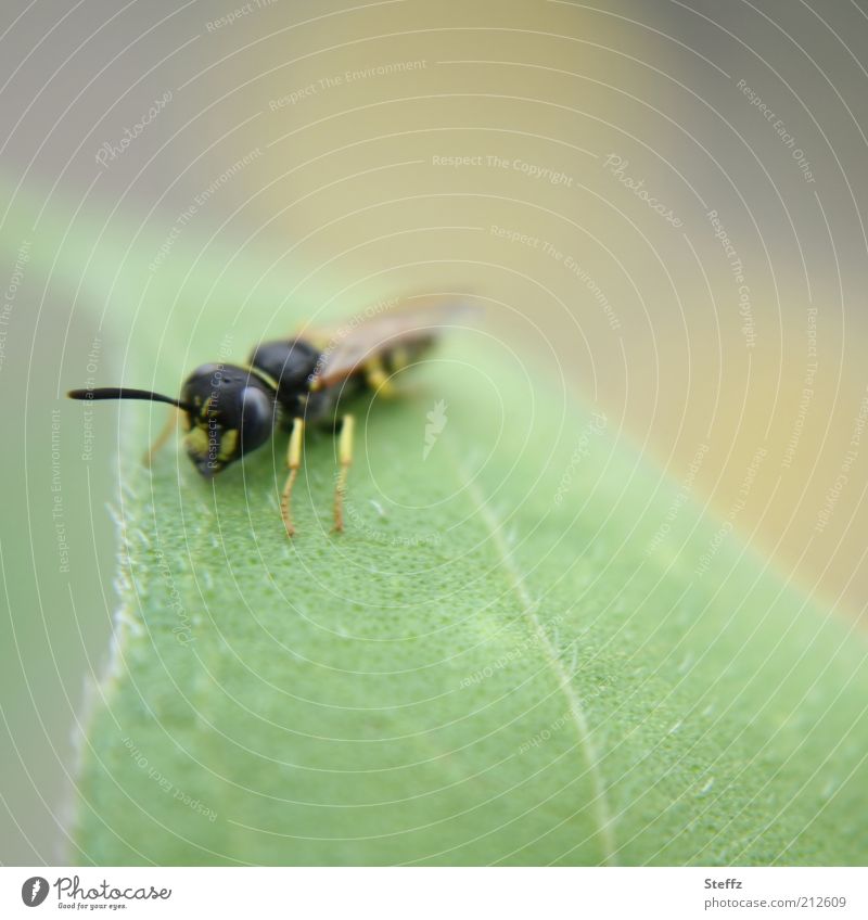 young wasp dwells on a leaf young animal youthful Bright green Near linger Break take a break pastel shades Pastel shades recover Relaxation Leaf green Small