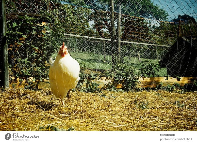 Chicken on one leg Nature Earth Spring Summer Beautiful weather Plant Animal Farm animal Zoo Petting zoo Barn fowl 1 Observe Stand Wait Colour photo