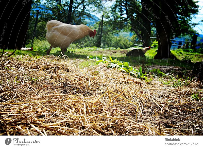 Chicken searching for food Nature Beautiful weather Plant Tree Grass Animal Farm animal Zoo Petting zoo Barn fowl 2 Feeding Going Colour photo Exterior shot