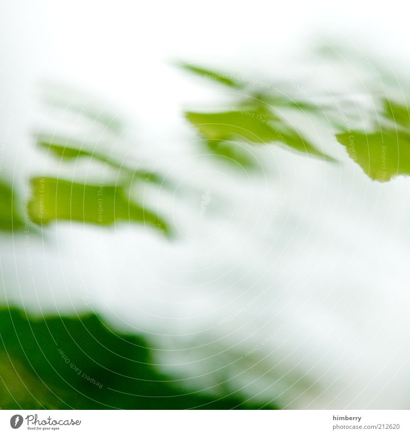 offgrid Environment Nature Plant Leaf Exceptional Fresh Uniqueness Green Colour photo Multicoloured Exterior shot Close-up Detail Experimental Abstract