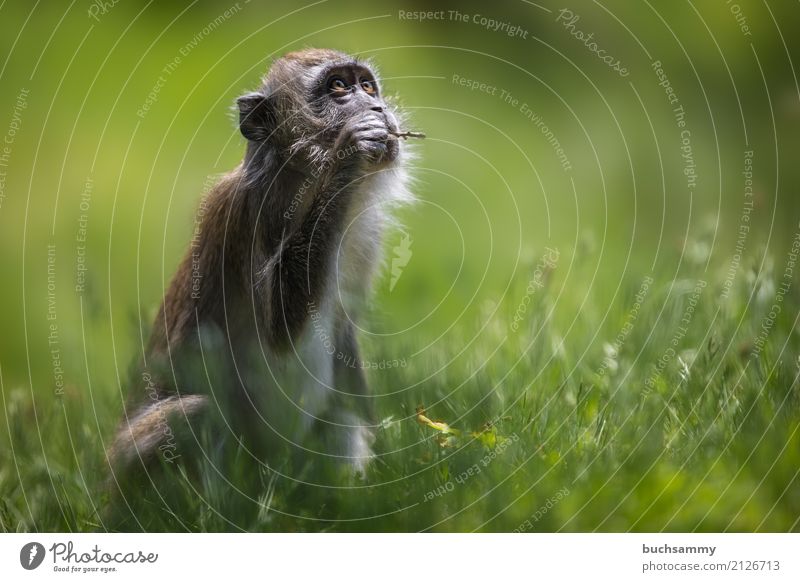 Javanese monkey Nature Animal Grass Meadow Wild animal 1 Baby animal Brown Green Eating crab eater long-tailed macaque macaca fascicularis macaques Mammal