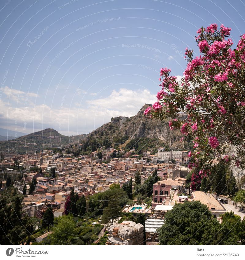 Taormina Sky Blossom Foliage plant Mountain Town Old town Emphasis Colour photo Copy Space top