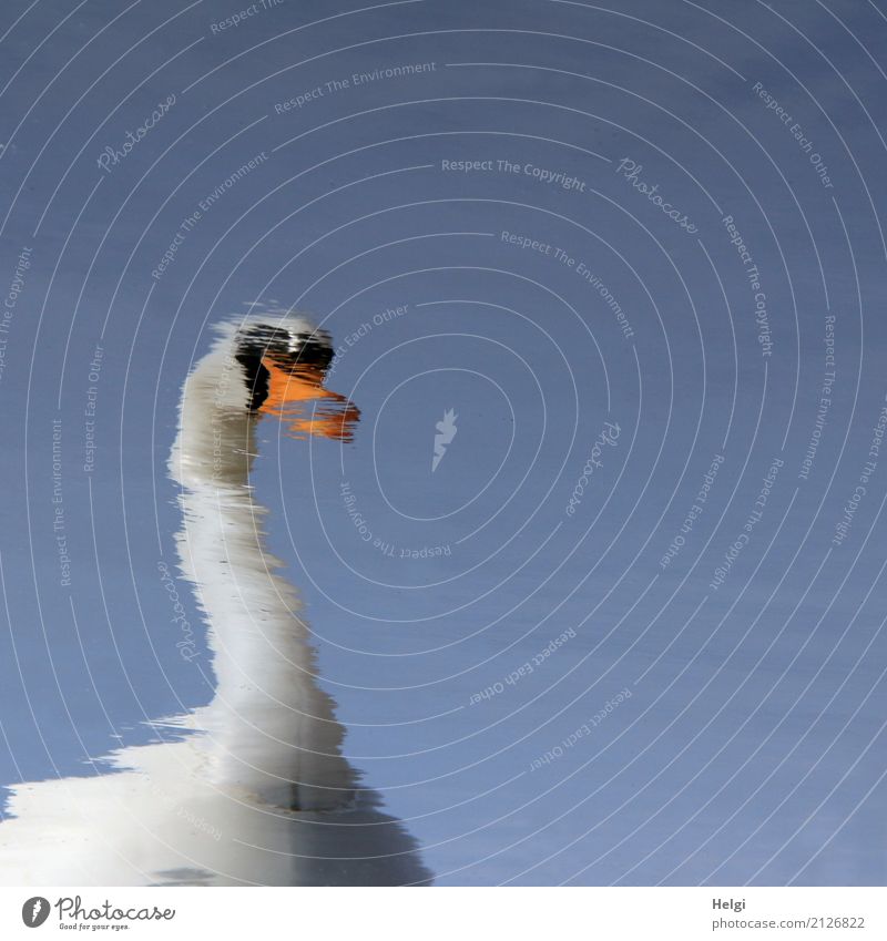 swan lake Environment Nature Water Cloudless sky Spring Beautiful weather Swan 1 Animal Swimming & Bathing Exceptional Uniqueness Blue Orange Black White Calm