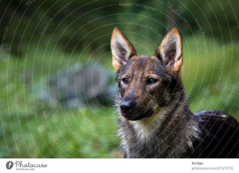 concentration Nature Summer Pet Dog Shepherd dog Crossbreed 1 Animal Observe Glittering Listening Looking Esthetic Authentic Free Healthy Positive Beautiful