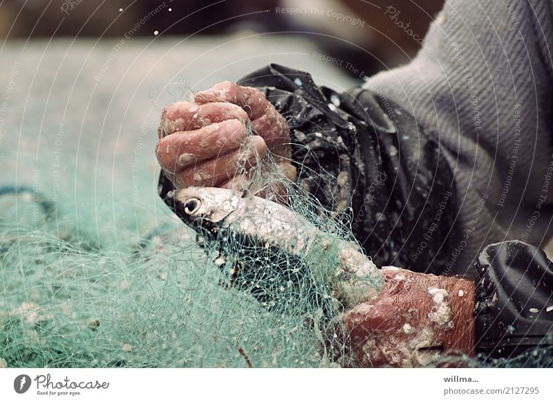 Hands of a fisherman with fishing net and fish - a Royalty Free Stock Photo  from Photocase