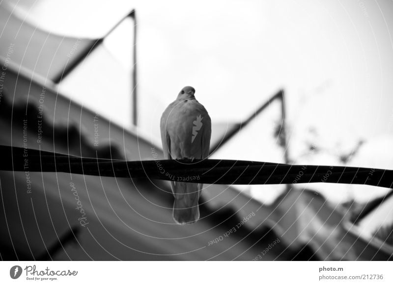 dove Environment Nature Animal Pigeon 1 Black & white photo Exterior shot Day Shallow depth of field Calm Restful