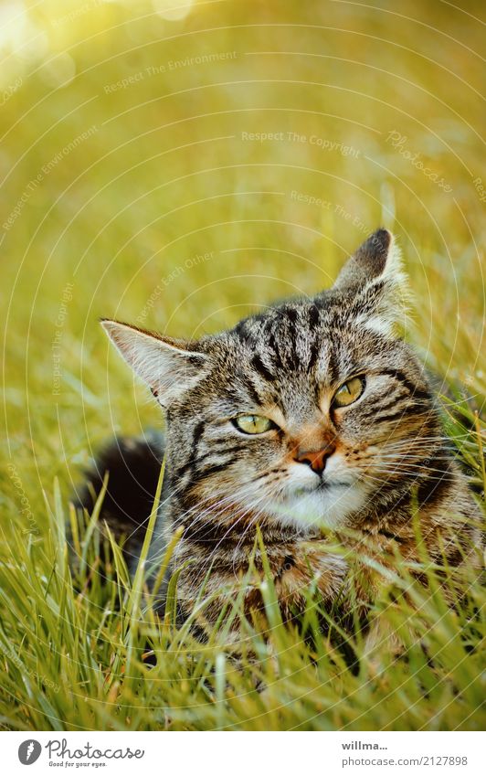 striped domestic cat in the grass Domestic cat Meadow Animal Pet Cat 1 Observe Lie Striped Tiger skin pattern Looking into the camera green eyes