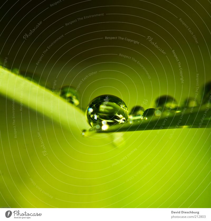 fresh & wet Nature Plant Drops of water Spring Summer Rain Leaf Foliage plant Green Wet Damp Round Sphere Reflection Colour photo Exterior shot Close-up Detail