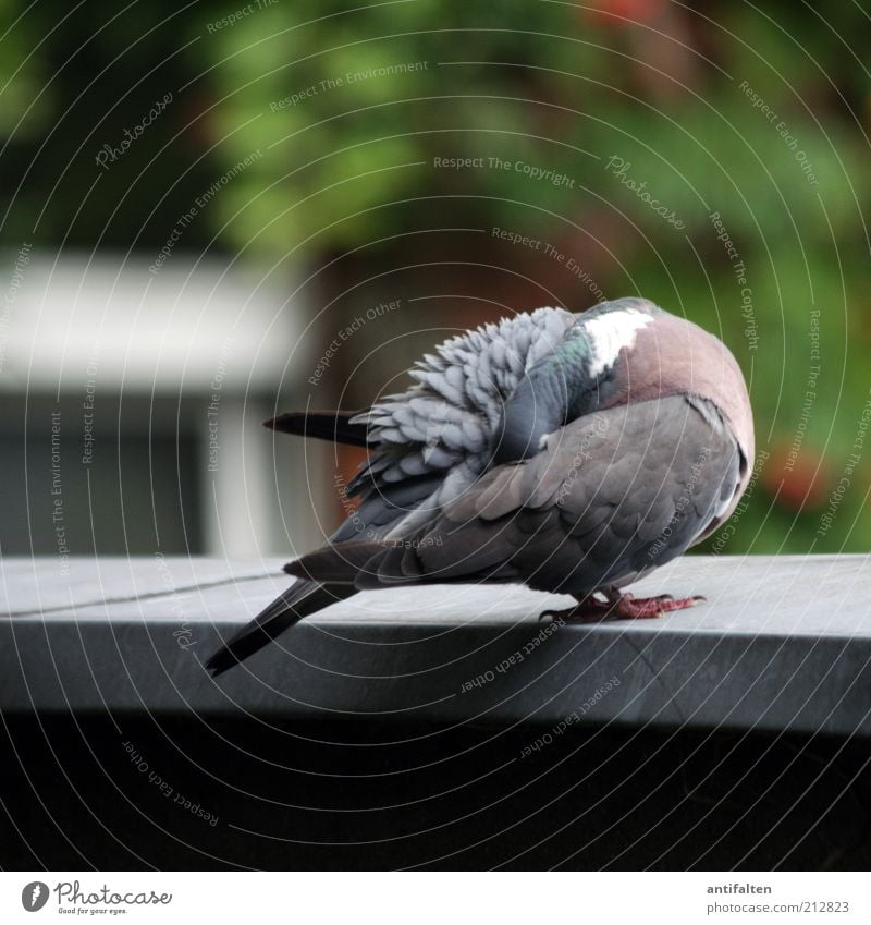 headless Nature Spring Summer Animal Pigeon Wing Claw 1 Sit Exceptional Clean Gray Green Hide Colour photo Exterior shot Day Shadow Blur Full-length Rear view