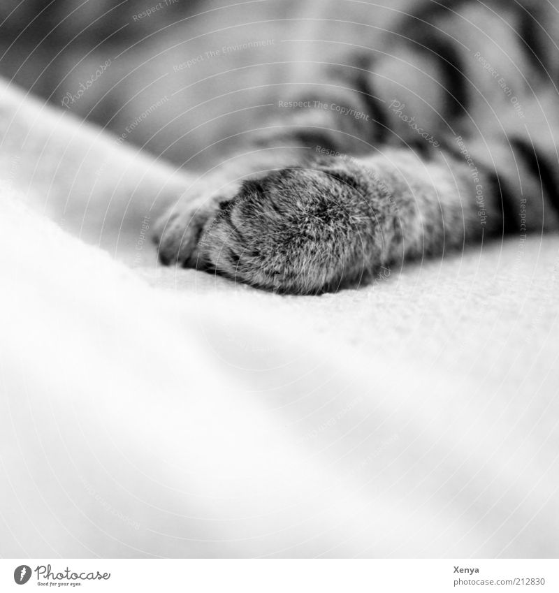 lazy Pet Cat 1 Animal To enjoy Sleep Contentment Serene Relaxation Calm Cat's paw Black & white photo Close-up Copy Space bottom Shallow depth of field Paw Gray