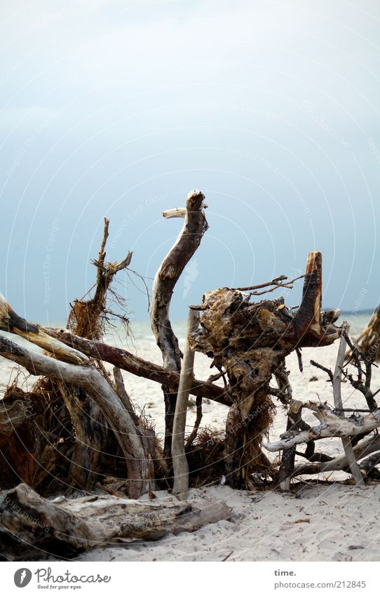 beach hedge Beach Ocean Coast Wood Old Lie Whimsical Twig Branch Flotsam and jetsam Muddled Unclear Difference Accumulation ensemble Exterior shot Log Blue sky