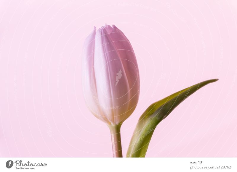 Single pink flower tulip blossom in spring symbol of love Lifestyle Elegant Style Design Beautiful Well-being Decoration Feasts & Celebrations Valentine's Day