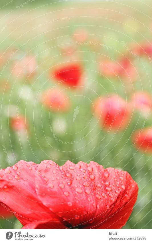 monday Nature Plant Water Drops of water Summer Beautiful weather flowers Grass bleed Meadow Field Red Meadow flower Poppy blossom Poppy field Intoxicant Growth