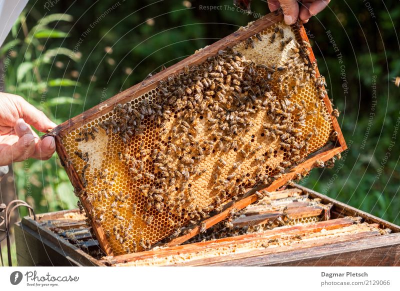 honeycomb Animal Farm animal Wild animal Bee Group of animals Flock Healthy Yellow Gold Energy To enjoy Health care Colour photo Subdued colour Exterior shot