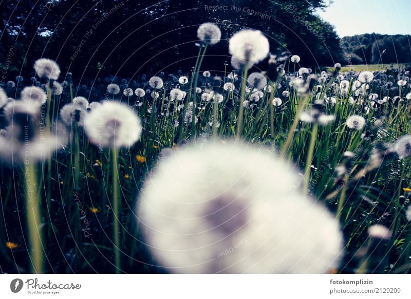 Dandelion - dandelions - meadow from frog perspective Dandelion field puff flowers Plant Transience transient Easy Gorgeous Illuminate Happiness fellowship