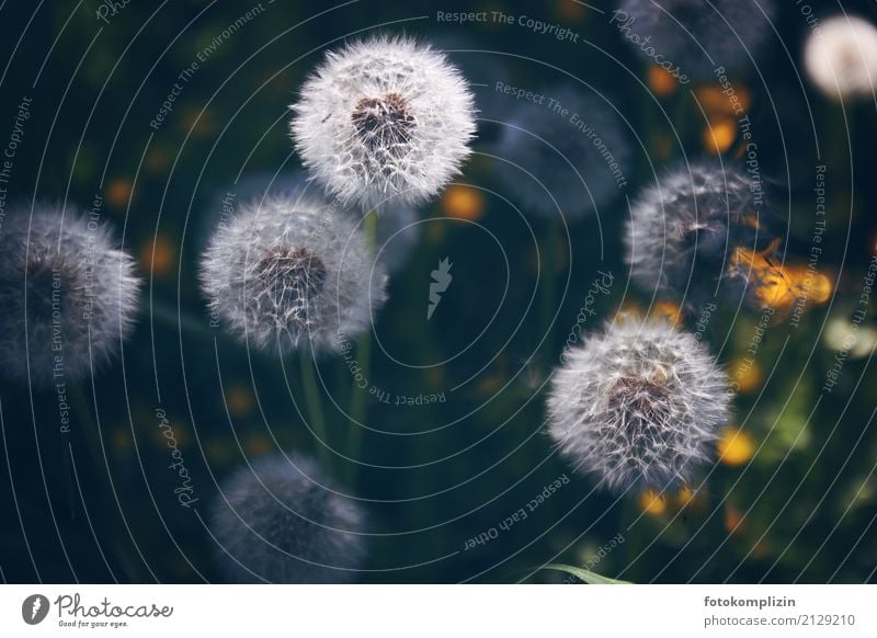 Dandelions 5 puff flowers dandelion Spring Summer Meadow Sámen Blossoming Illuminate Happiness Soft Green White Spring fever Uniqueness Idyll Infancy Transience