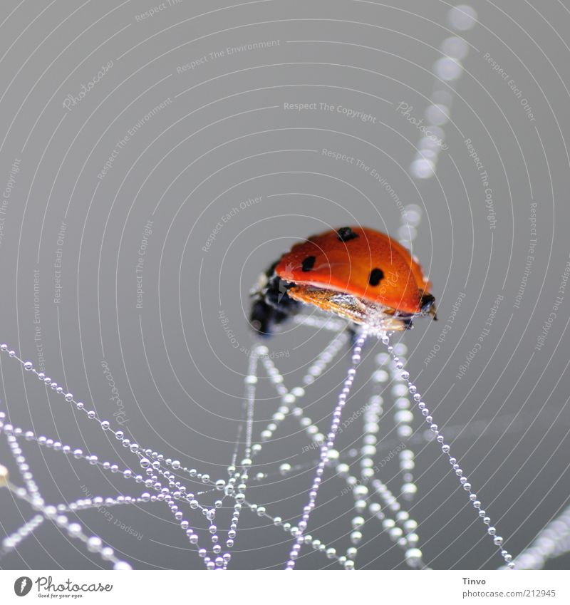 Ladybird trapped in spider threads full of dew drops 1 Animal Chaos Loneliness Death Spider's web Drops of water Dew Hang Reflection Captured Prey Sacrifice