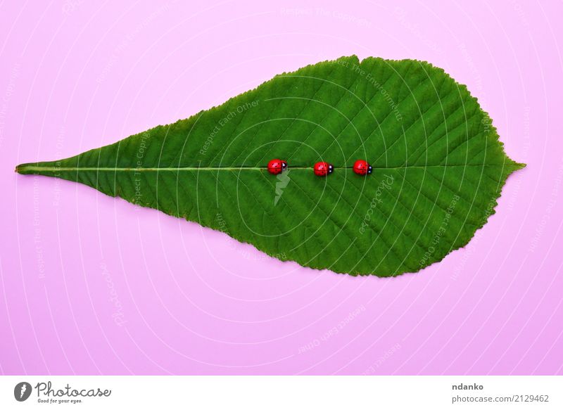 Green leaf of a chestnut Decoration Nature Plant Leaf Fresh Natural Pink Red Colour Creativity Ladybird spring Organic Conceptual design decor Card Consistency