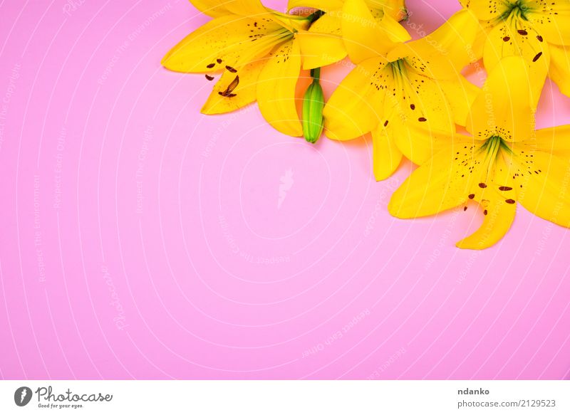 Yellow blossoming lily buds Feasts & Celebrations Birthday Nature Plant Flower Blossoming Fresh Bright Pink Lily background blooming Blossom leave Stamen