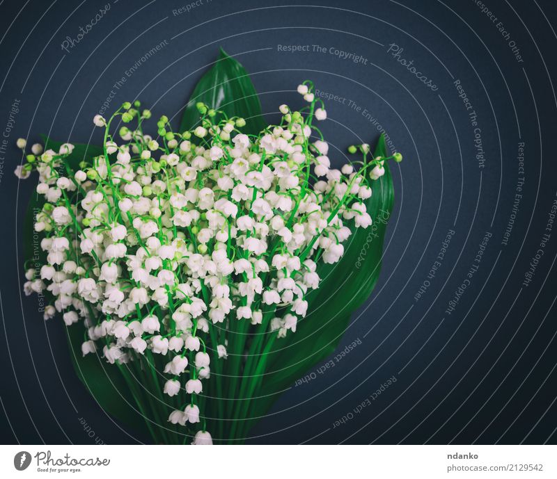 white blossoming lilies of the valley Beautiful Garden Nature Plant Flower Bouquet Bright Small Black White Lily of the valley blooming spring Fragrant stem