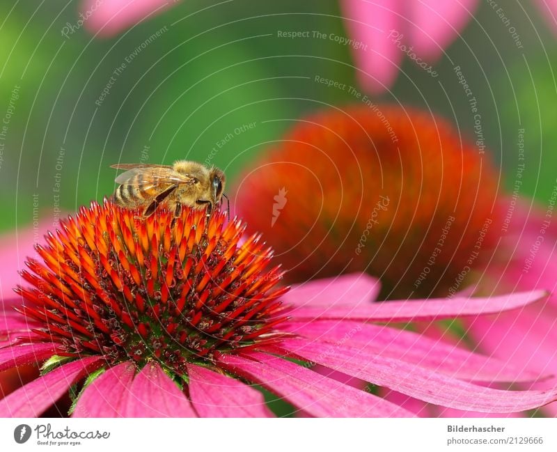 bee Bee Honey bee Purple cone flower Rudbeckia Insect Flying insect Blossom Flower Summerflower Flowering plants Daisy Family Bouquet Blossom leave Pollen