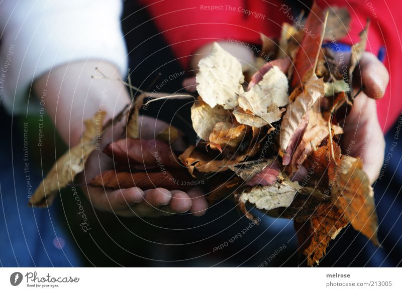helping hands ... Gardening Arm Hand Environment Nature Autumn Leaf Work and employment Discover Faded Together Natural Blue Brown Red White Friendship