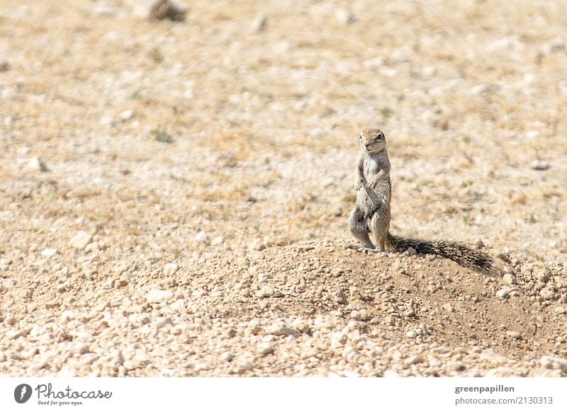 ground squirrel Vacation & Travel Tourism Trip Adventure Far-off places Freedom Safari Expedition Summer vacation Environment Nature Landscape Earth Sand Desert