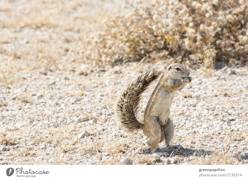ground squirrel Nature Landscape Drought Desert Namibia South Africa Ground squirrel Rodent Eating Brown Safari Tourism Vacation & Travel Trip Wild Wilderness