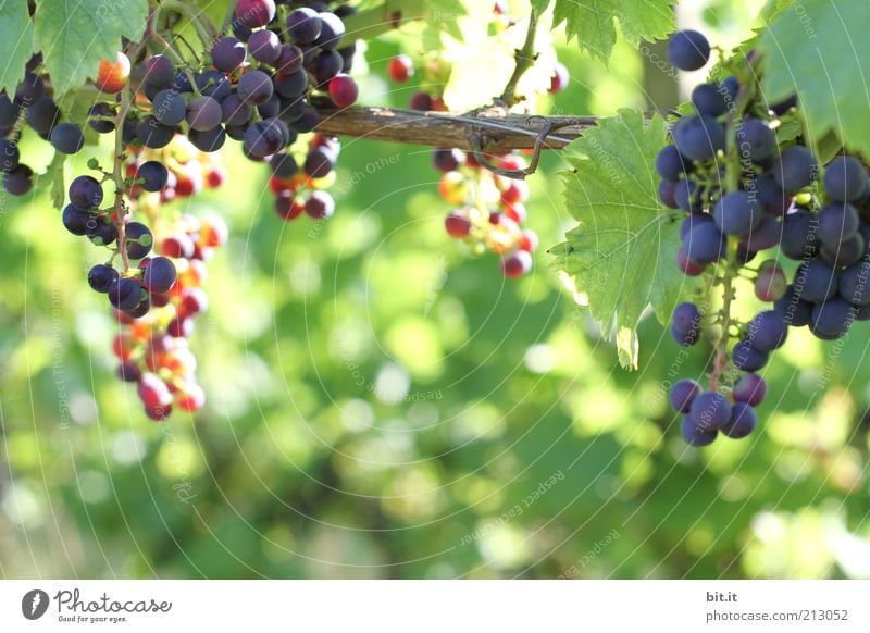 vineyard Food fruit Organic produce Nature Autumn flaked Fresh Blue Violet Bunch of grapes Harvest Agriculture Growth Point of light Thanksgiving Healthy