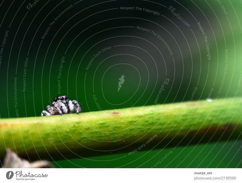 Small spider with big eyes Nature Animal Plant Spider Animal face 1 Looking Sit Wait Threat Black White Calm Jumping spider Zebra spider Colour photo