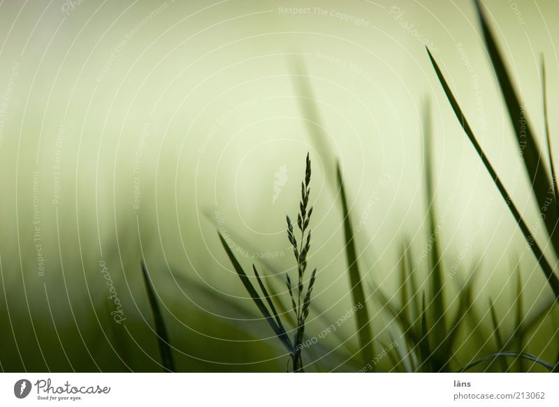 HearDuEs Nature Plant Grass Meadow Growth Green Inspiration Blade of grass Colour photo Exterior shot Close-up Detail Copy Space left Copy Space top Light