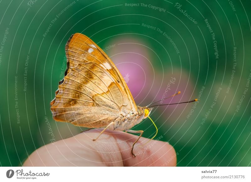 I got a taste for loving and letting. Nature Animal Summer Butterfly lesser spotted butterfly 1 To enjoy Crawl Love Brash Brown Green Orange Pink Contentment
