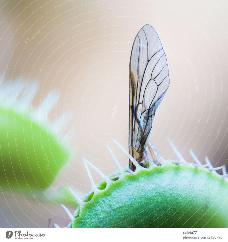 booby trap Nature Plant Insect Grand piano Venus' flytrap Green Carnivore Fly To feed Exceptional Exotic Dangerous Trap Macro (Extreme close-up) Threat