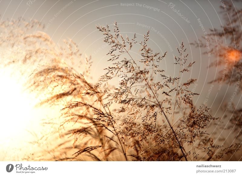 summer evening Environment Nature Landscape Plant Sun Sunrise Sunset Sunlight Summer Climate Weather Beautiful weather Grass Esthetic Warmth Brown Yellow Gold