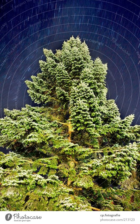 journey through time Plant Cloudless sky Night sky Stars Summer Beautiful weather Tree Transience Long exposure Fir tree Fir branch Deserted Nature Movement