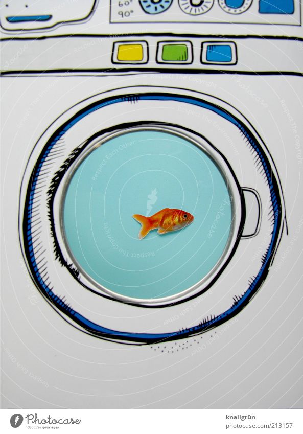It's about to start! Animal Fish Goldfish 1 Washer Blue White Bizarre Whimsical Survive Keeping of animals Aquarium Porthole spin cycle gentle cycle
