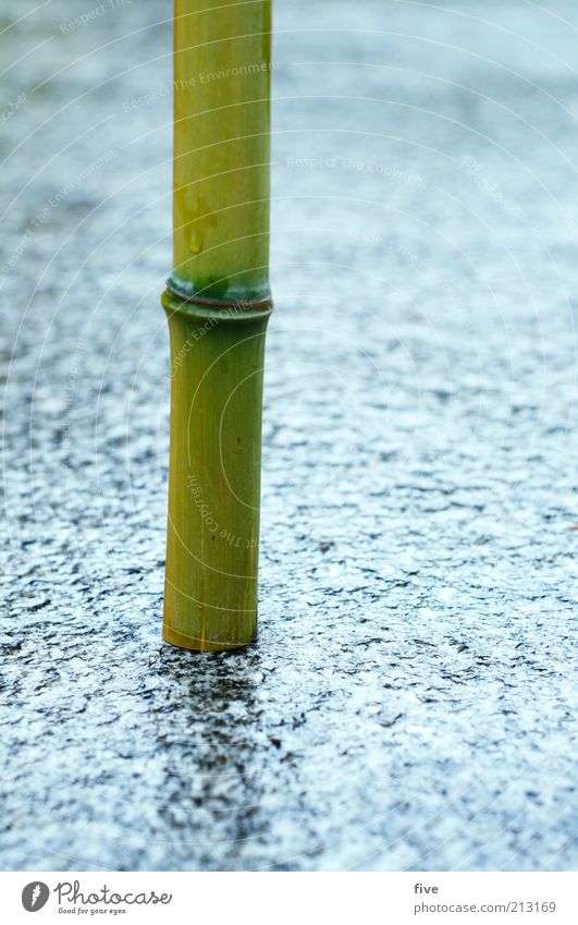 Rooted Environment Nature Water Summer Bad weather Rain Plant Wild plant Exotic Bamboo Bamboo stick Stand Growth Thin Wet Natural Round Green Ground